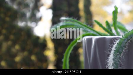 Piante di frutta del drago giovani germinate in un vaso bianco su sfondo sfocato Foto Stock