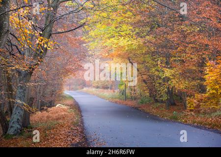 Strada di campagna vuota attraverso un tunnel di alberi in autunno con foglie dorate e arancioni in una mattinata di nebbia nella campagna inglese Foto Stock
