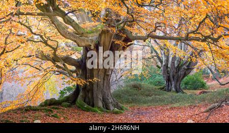 Maestoso faggio maturo con baldacchino di bronzo e foglie d'oro in autunno nel cuore di un bosco inglese Foto Stock