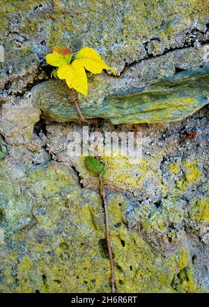 Vite di avvelenamento edera (radicodendron Toxicodendron) che si arrampica su un vecchio muro di pietra in autunno nella Virginia centrale. Il colore giallo sulla parete è lichen. Foto Stock