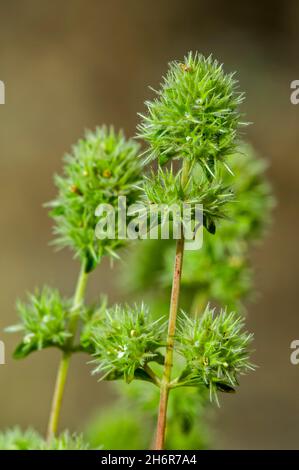 Marjoram spagnolo, timo masticico, marjoram di legno spagnolo (Thymus mastichina) fiore endemico alla penisola iberica centrale in Spagna e Portogallo Foto Stock