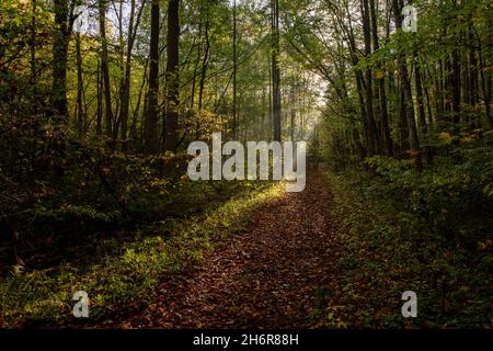 Mattina sole, Medio prong Trail - Great Smoky Mountain National Park.. Raggi dal sole del mattino che trafitto il baldacchino della foresta in Great Smoky Mountain Na Foto Stock