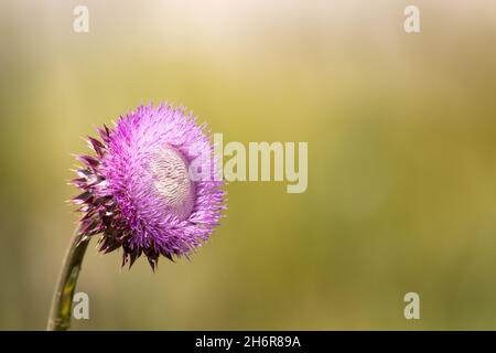 Setola (Carduus nutans) - Contea di Hall, Georgia. La fioritura crescente di un cardo di muschio in primavera. Foto Stock