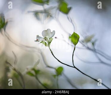 Dogwood fiorito (Cornus florida) - Contea di Hall, Georgia. Nel tardo pomeriggio il sole splende sulle fioriture di un dogwood fiorito. Foto Stock