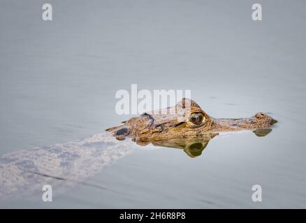 Colpo di testa di un Caiman nuoto parzialmente sommerso in uno stagno con il suo occhio che riflette nell'acqua. Foto Stock
