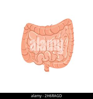 Flat cartone animato persona intestino, trattamento medico e terapia, anatomia umana materiale educativo illustrazione vettoriale concetto Illustrazione Vettoriale