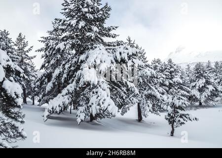 Nevica in una foresta di pini in inverno a Riaño e Mampodre montagne nel nord della Spagna. Picchi europei. Foto Stock