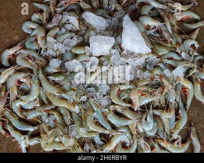 Grande pila di gamberetti crudi al mercato alimentare Foto Stock