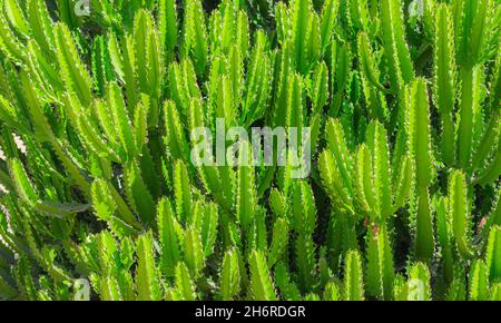 primo piano dei cactus verdi. sfondo verde di cactus in tempo chiaro. cactus tropicale. Foto Stock