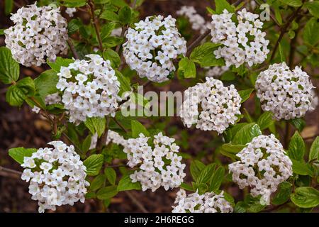 Fiori bianchi di un burnum burkwoodii in primavera. Baden Wuerttemberg, Germania, Europa Foto Stock