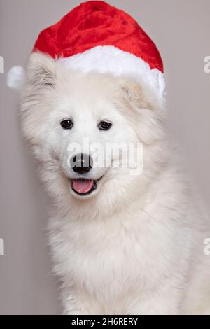 Natale, nuovo anno concetto di cane bianco cucciolo Samoyed razza Laika. Primo piano verticale da studio. Foto Stock