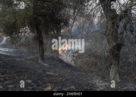 L'arto caduto dell'albero continua a bruciare molto dopo che il corpo principale delle fiamme ha bruciato la sottobosco vicino ad un gulley al fuoco della valle vicino San Diego, California Foto Stock