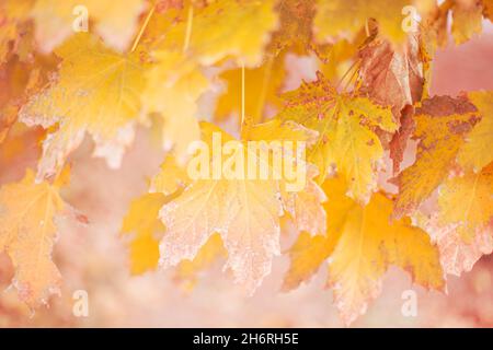 Foglie di acero giallastro su un albero in una giornata di sole d'autunno. Sfondo naturale per il testo, messa a fuoco sfocata. Foto Stock