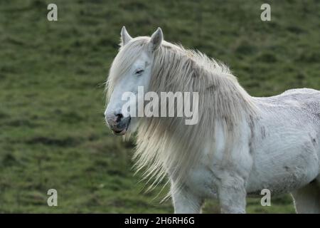 Un cavallo bianco testa e collo primo piano. Il cavallo ha una lunga criniera. Foto Stock