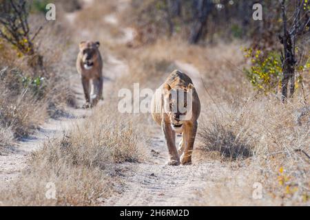 Due leonesse, Panthera leo, camminano verso la macchina fotografica su una pista sterrata Foto Stock