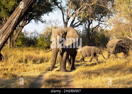 Un piccolo gruppo di tre elefanti, loxodonta africanus, diverse età, un elefante di vitello Foto Stock