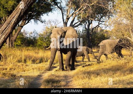 Un piccolo gruppo di tre elefanti, loxodonta africanus, diverse età, un elefante di vitello Foto Stock