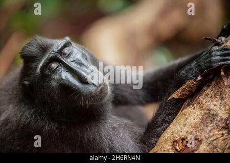 Ritratto macaco nero Crested con i suoi occhi chiusi, Parco Nazionale di Tangkoko, Indonesia Foto Stock