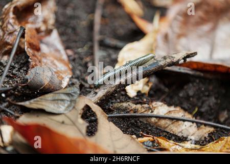 Millipede indonesiano nella foresta tropicale del Parco Nazionale di Tangkoko, Indonesia Foto Stock