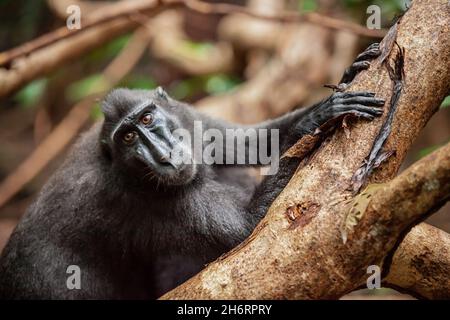 Il macaco nero Crested contiene il tronco dell'albero, il Parco Nazionale di Tangkoko, Indonesia Foto Stock