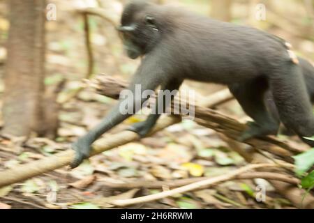 Un macaco si muove attraverso la foresta Foto Stock