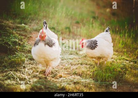 Due polli leggeri Sussex libero che variano in fattoria Foto Stock