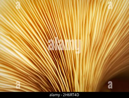 Vista ravvicinata delle branchie di un comune fungo di ostrica. Foto Stock