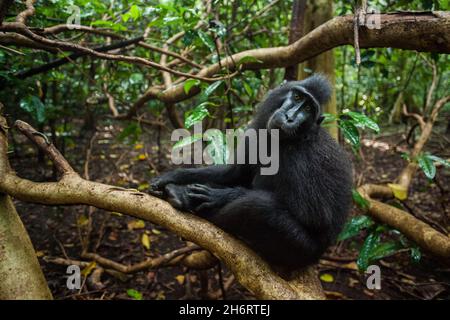 Il macaco nero si siede sull'albero e guarda la fotocamera con il suo volto carino Foto Stock