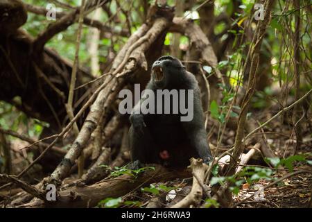 Un nigra macaca adulto mostra i suoi denti Foto Stock