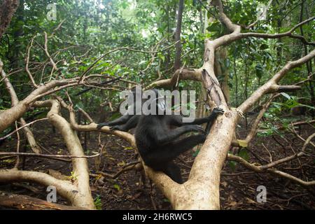 Due macachi neri siedono sull'albero Foto Stock