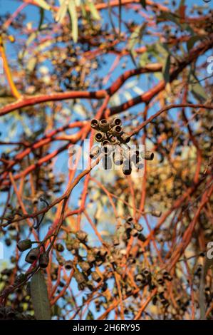 Collezione botanica, capsule e foglie di eucalipto al sole Foto Stock