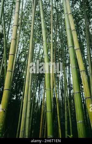 Bambù nella foresta di bambù di Sagano vicino a Kyoto, Giappone Foto Stock