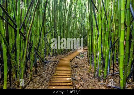 Un rilievo passerella in legno attraverso la foresta di bamboo che conduce a Waimoku Cade vicino a Hana in Haleakala National Park. A due km a piedi dalla strada per montaggio passante Foto Stock