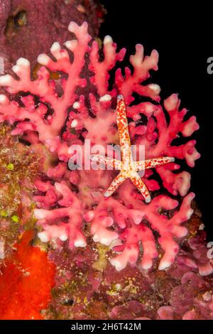 Una stella marina cometa, Linckia multifora, su corallo in pizzo rosso, Distichopora sp., Yap, Stati Federati di Micronesia. Foto Stock