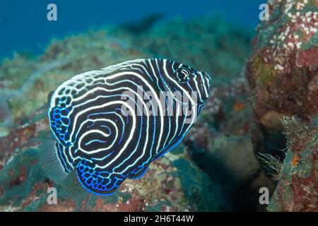 Questo è lo stadio giovanile di un imperatore angelfish, Pomacanthus imperator, Yap, Micronesia. Gli adulti possono produrre un forte rumore di battito quando disturbano Foto Stock