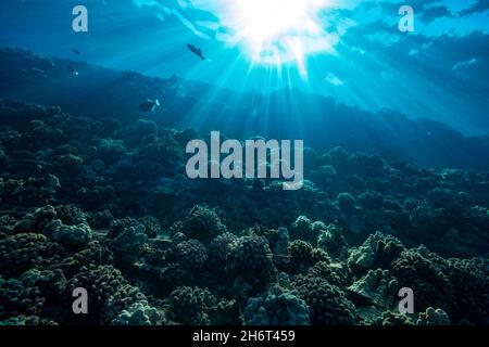 La luce del sole fluisce sulla parte superiore del muro all'esterno della riserva marina di Molokini al largo di Maui, Hawaii. Foto Stock
