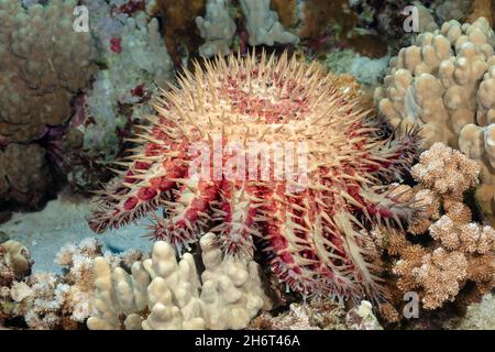 La corona di spine, Acanthaster planci, si nutre di coralli vivi ed è coperta di spine molto affilate, Hawaii. Foto Stock