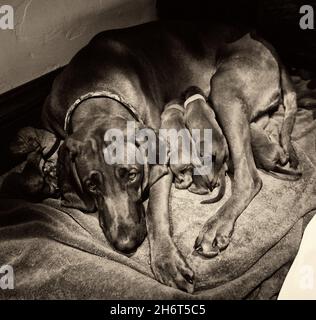 Coonhound redbone postpartum Foto Stock