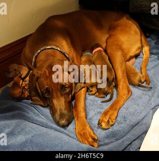 Coonhound redbone postpartum Foto Stock