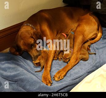 Coonhound redbone postpartum Foto Stock