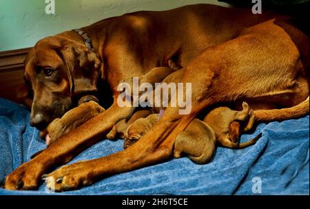 Coonhound redbone postpartum Foto Stock