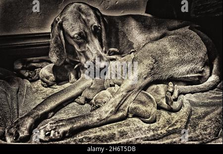 Coonhound redbone postpartum Foto Stock