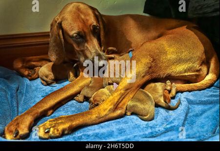 Coonhound redbone postpartum Foto Stock