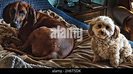 Coonhound redbone postpartum Foto Stock