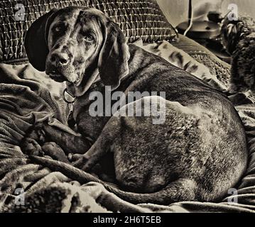 Coonhound redbone postpartum Foto Stock