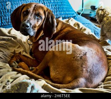 Coonhound redbone postpartum Foto Stock