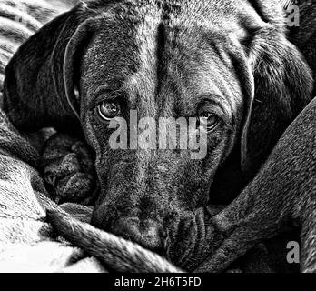 Coonhound redbone postpartum Foto Stock