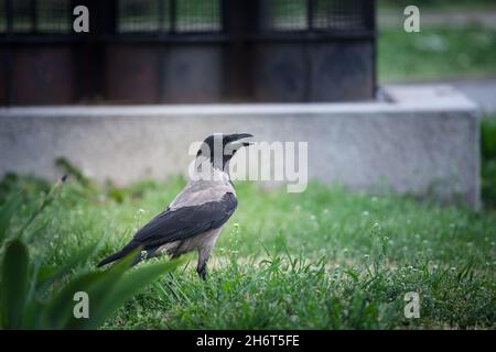 Immagine di una folla incappucciata in piedi sull'erba. Il corvo con cappuccio è un uccello della specie eurasiatica del genere Corvus. Ampiamente distribuita, è anche nota loca Foto Stock