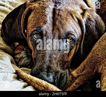 Coonhound redbone postpartum Foto Stock