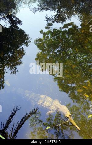 Coccodrillo d'acqua dolce (Crocodylus johnstoni), Stazione di Lorella Springs, Arnolland orientale, territorio del Nord, Australia Foto Stock